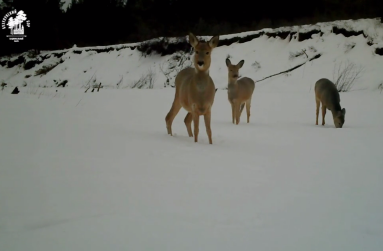    В Бузулукском бору грациозные косули позируют перед объективом Кристина Просвиркина