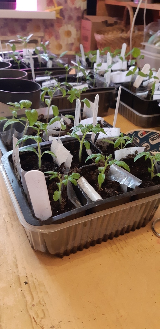 Вот такие помидорки уже 