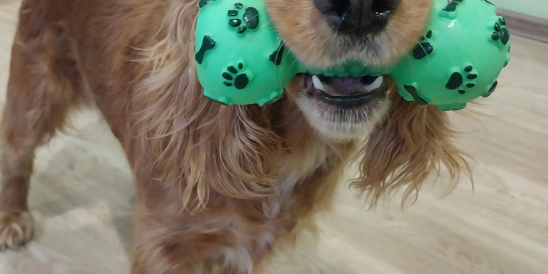 Бравекто или Симпарика: как выбрать защиту для собаки в эпоху дорогих таблеток и подделок