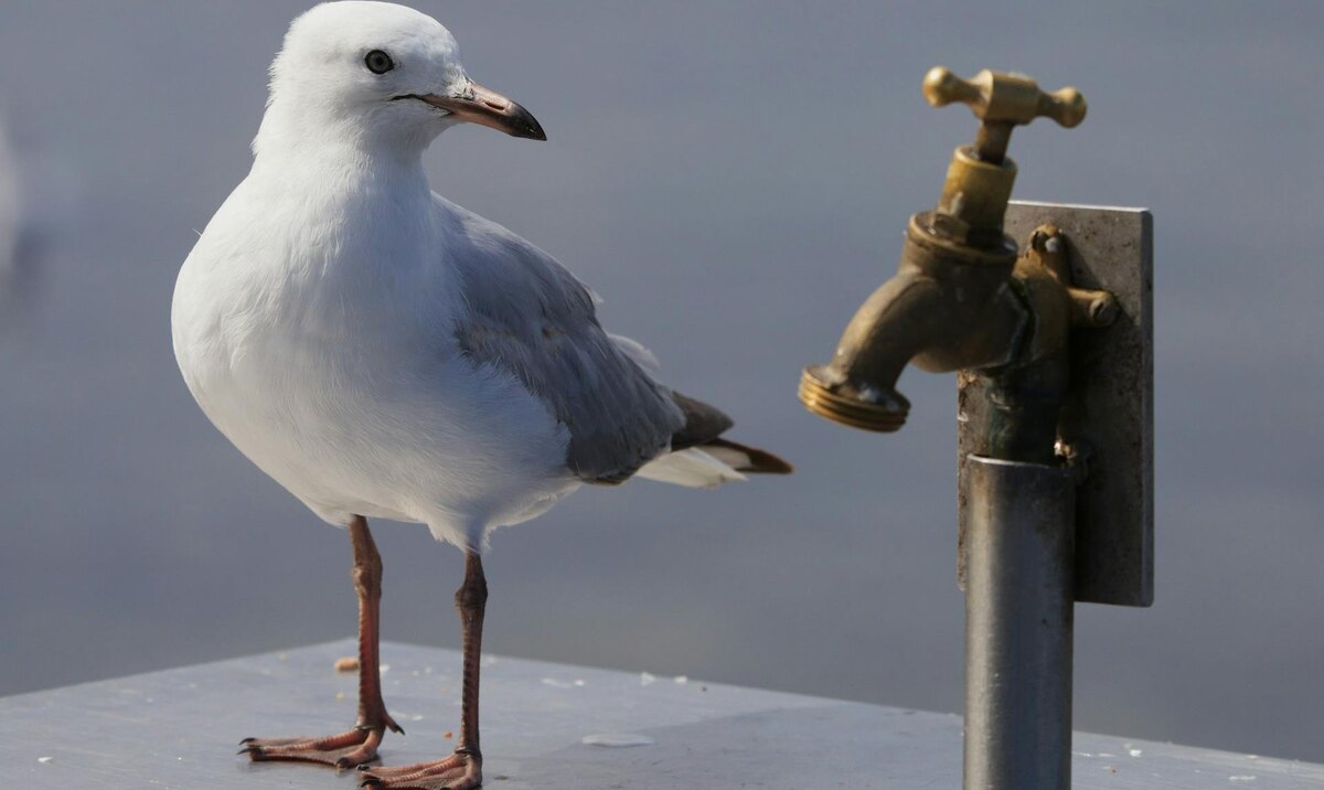 Фото: Stephen Tafra / Unsplash