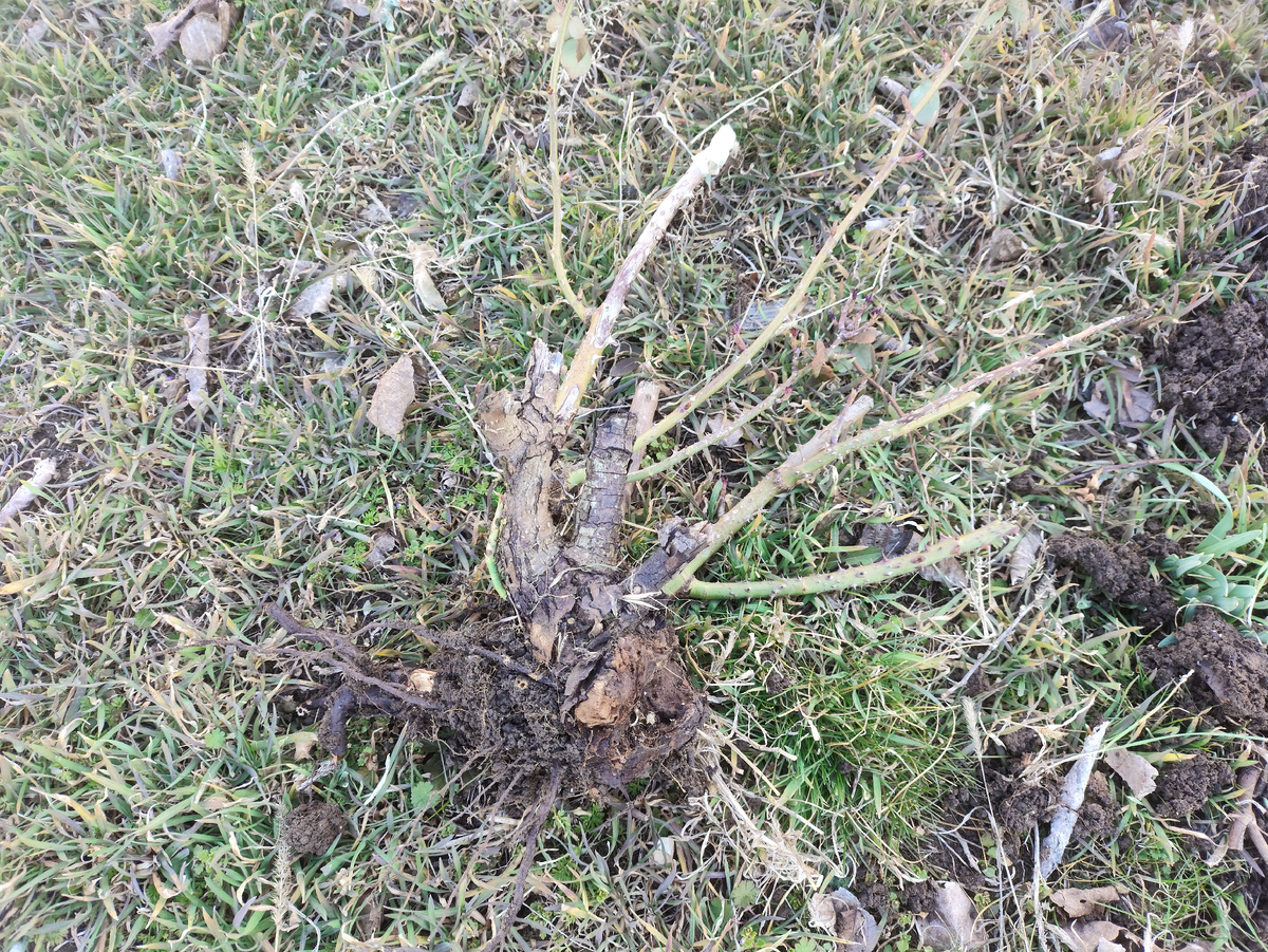 Пока копала, куст разделился. Это маленький кусочек