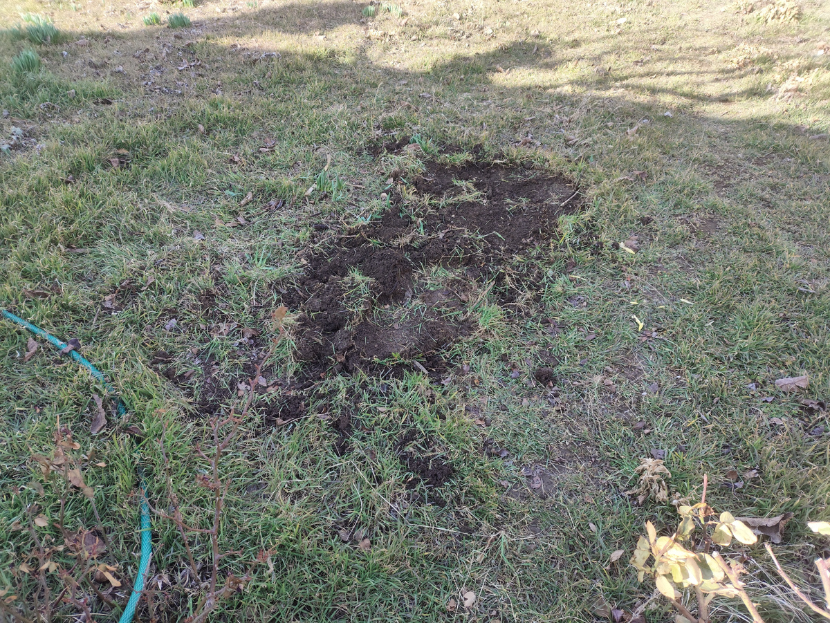 Тут была роза....