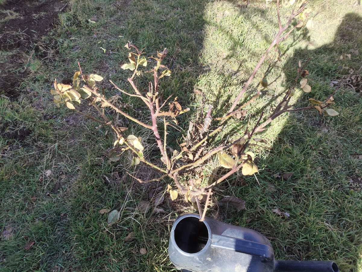 Этот еще предстоит перенести