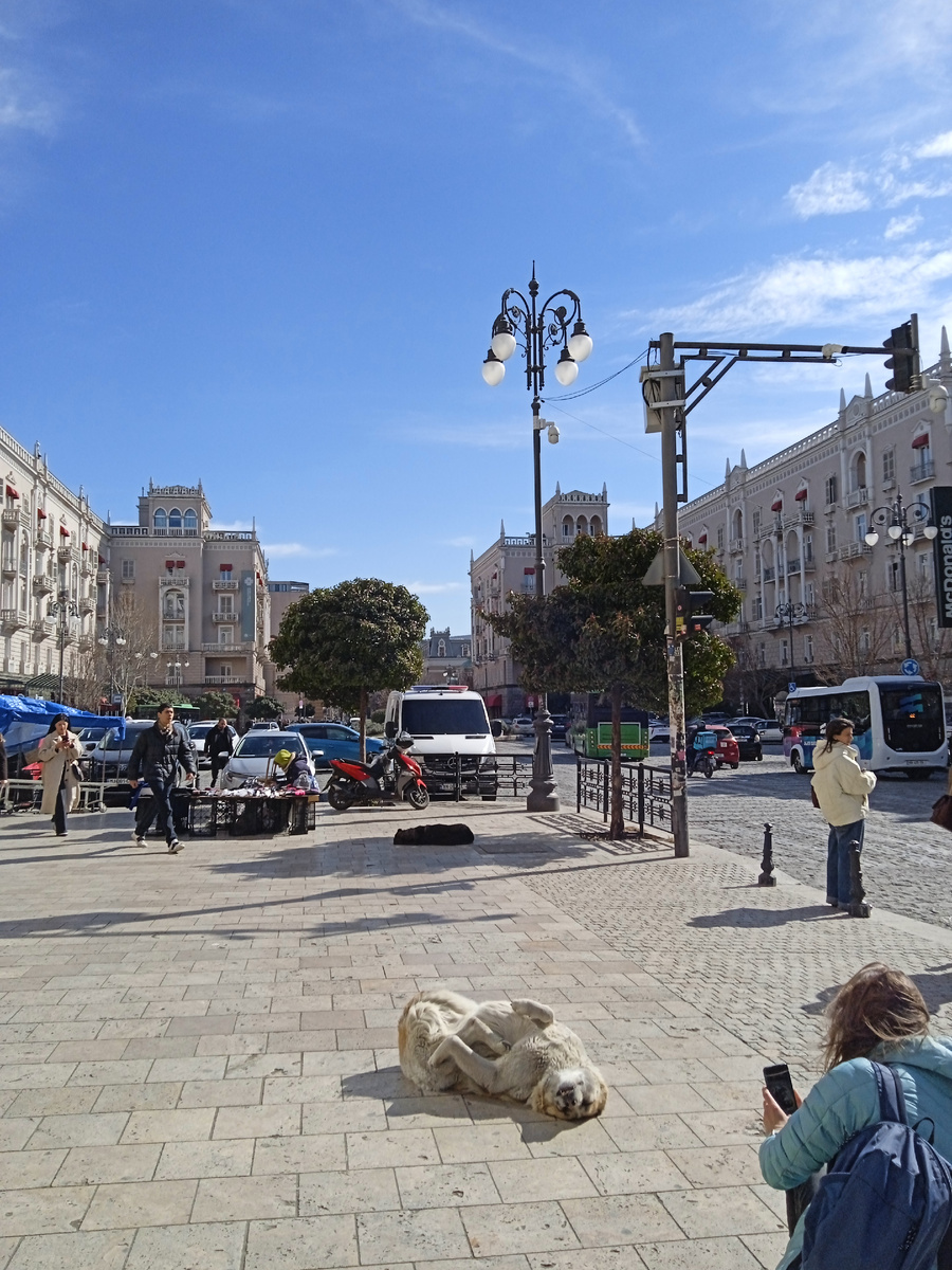 В город пришла весна, собакены балдеют))) 