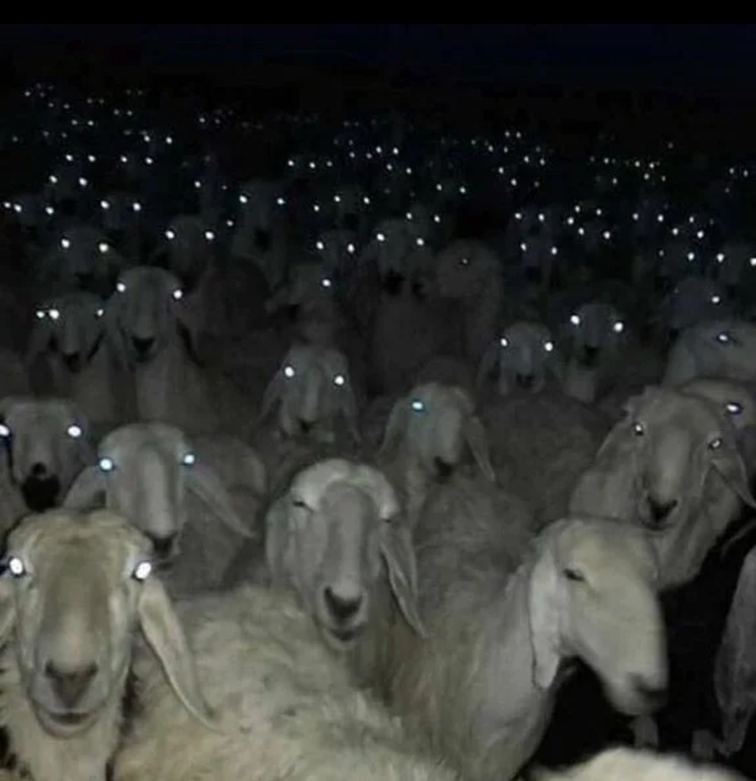 Штурмующие транспорт моими глазами. Яндекс. 