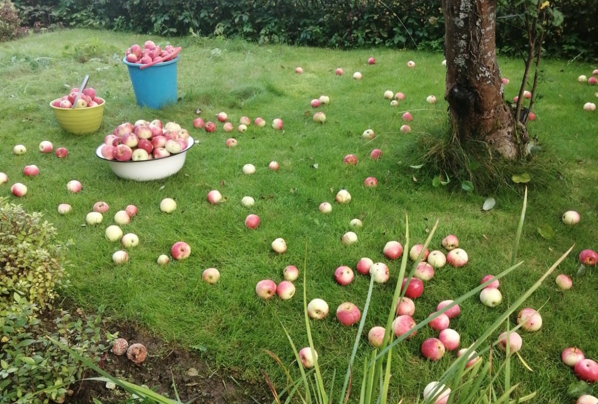 Самая вкусная яблоня в родительском саду, и сорт конечно неизвестен)