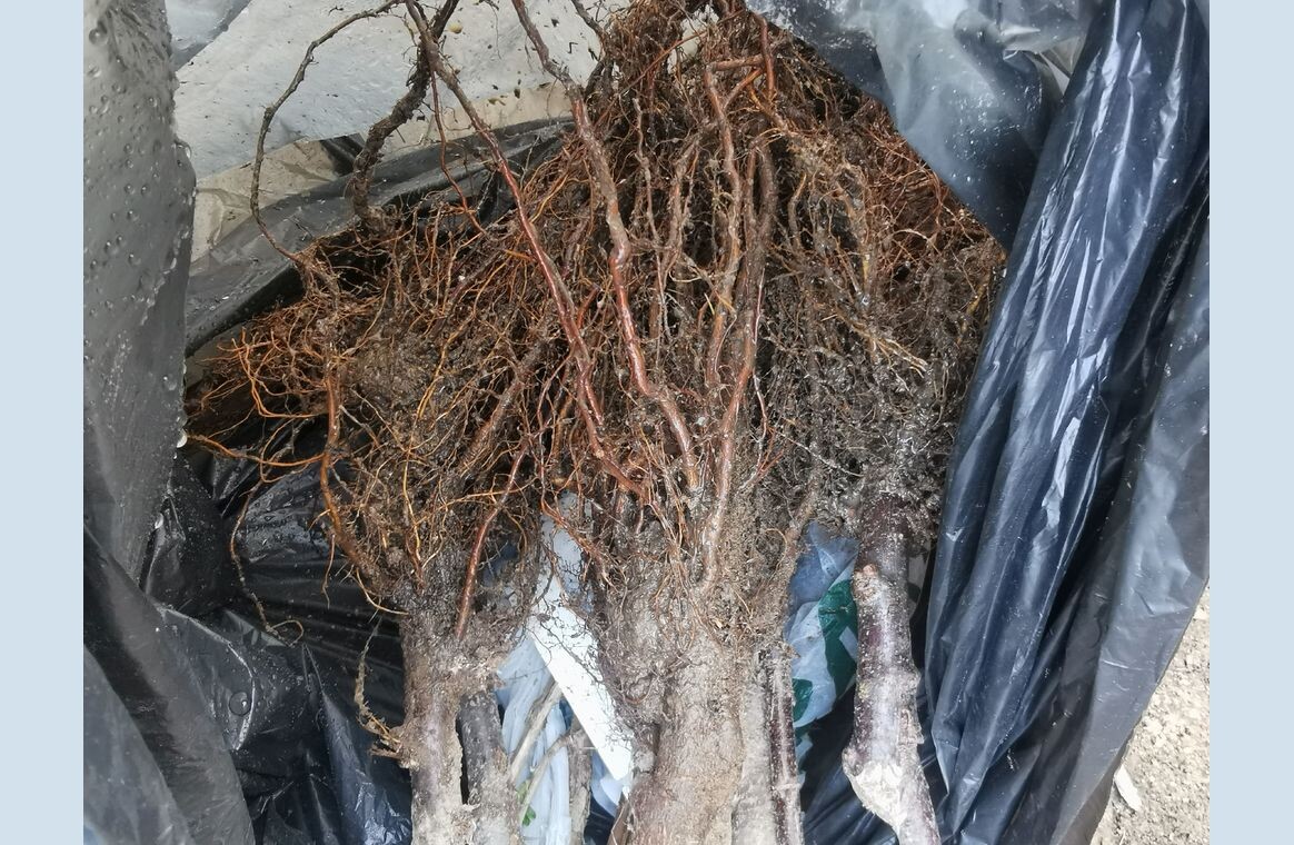 Корневая система подвоя 54-118