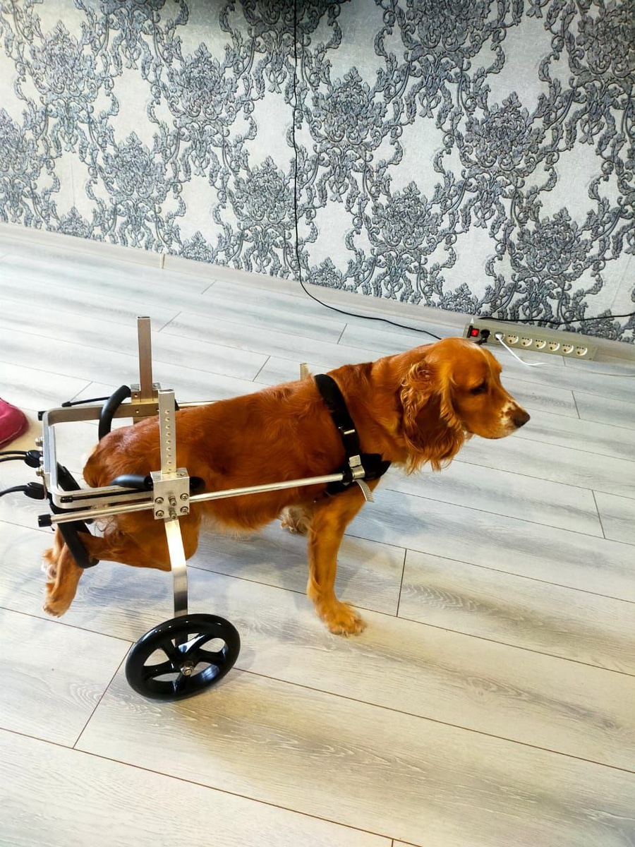 Инвалидная коляски для собаки в Москве