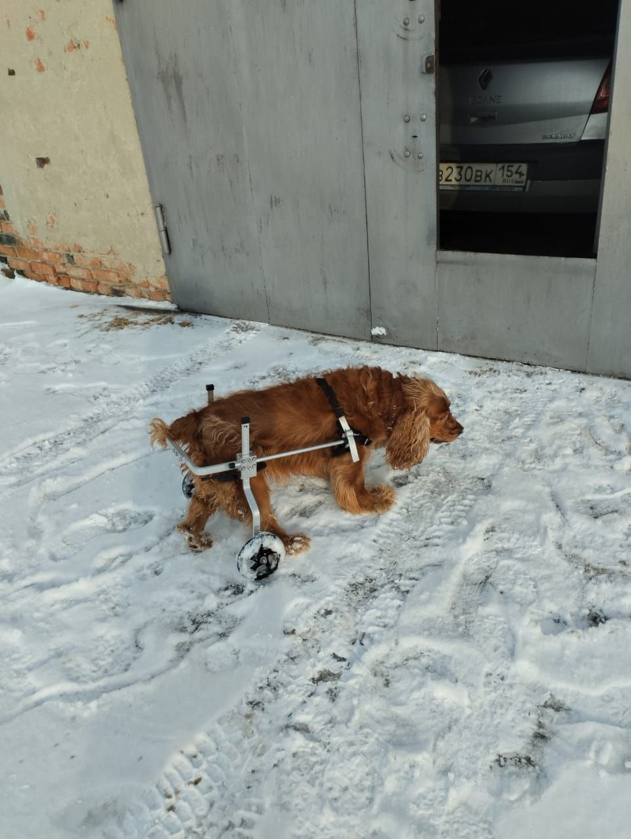 Инвалидная коляски для собак и кошек liras.ru