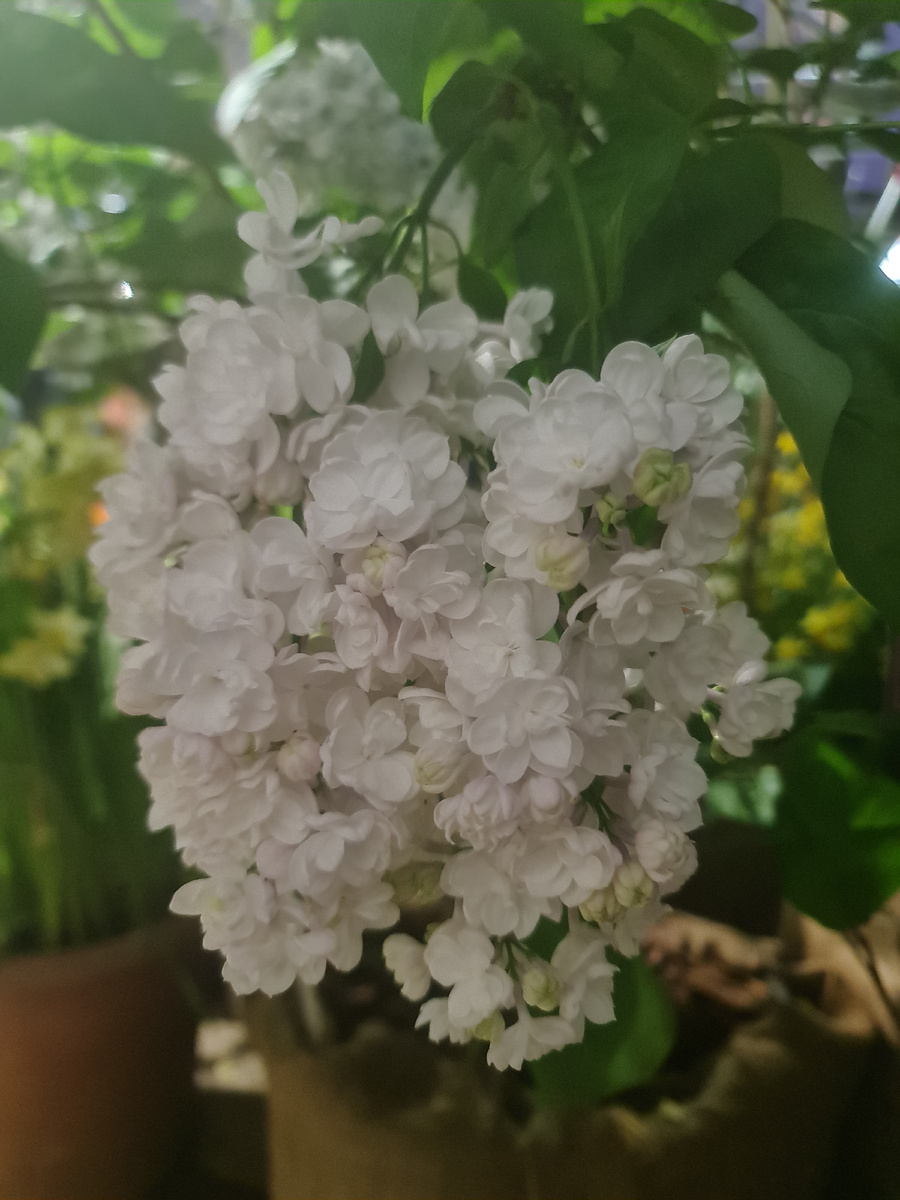 Красавица Москвы