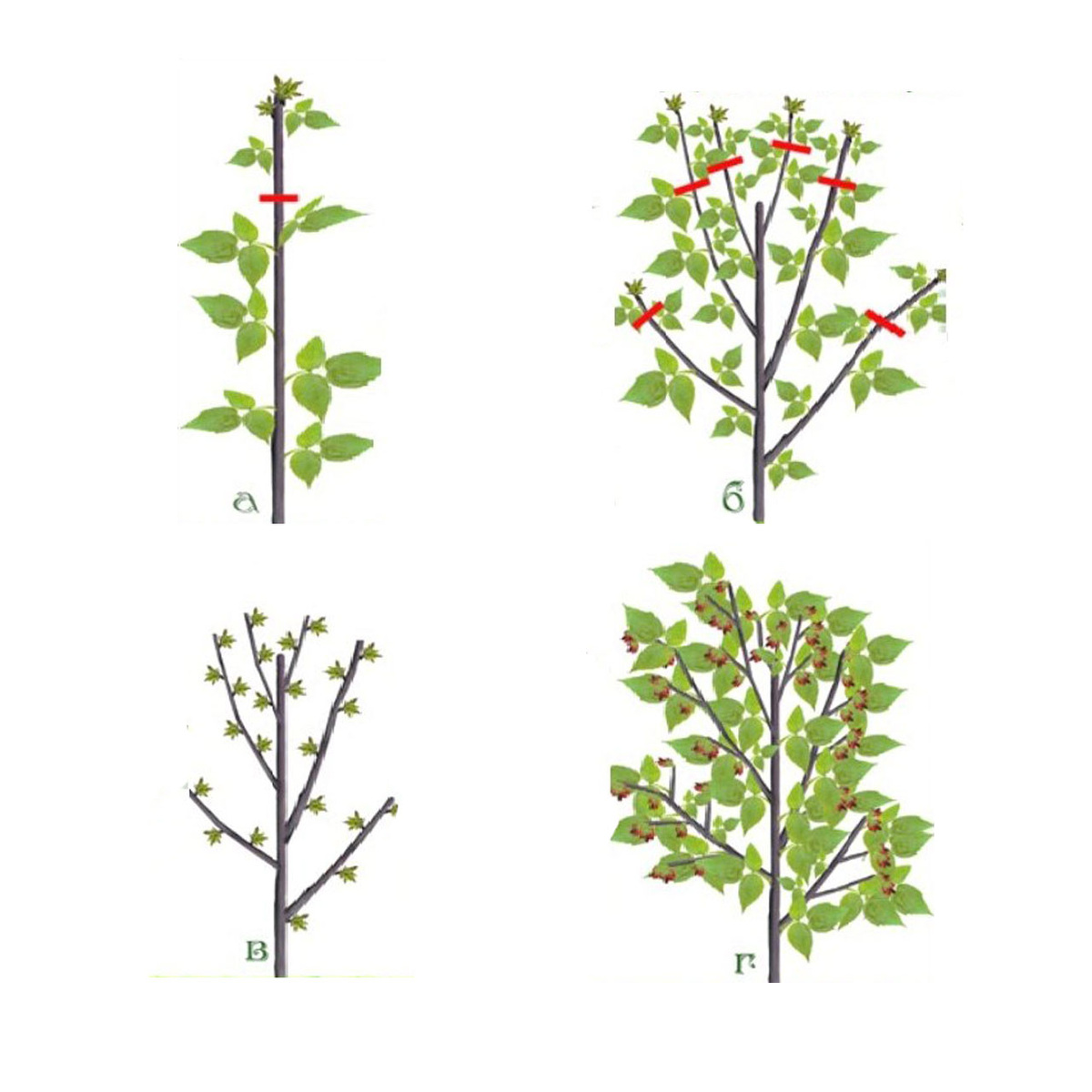 а - обрезка весной первого года, б - обрезка осенью, в - куст малины весной второго года, г - обильный урожай малины