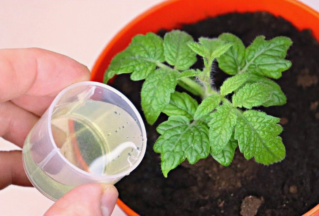 Подкормка рассады