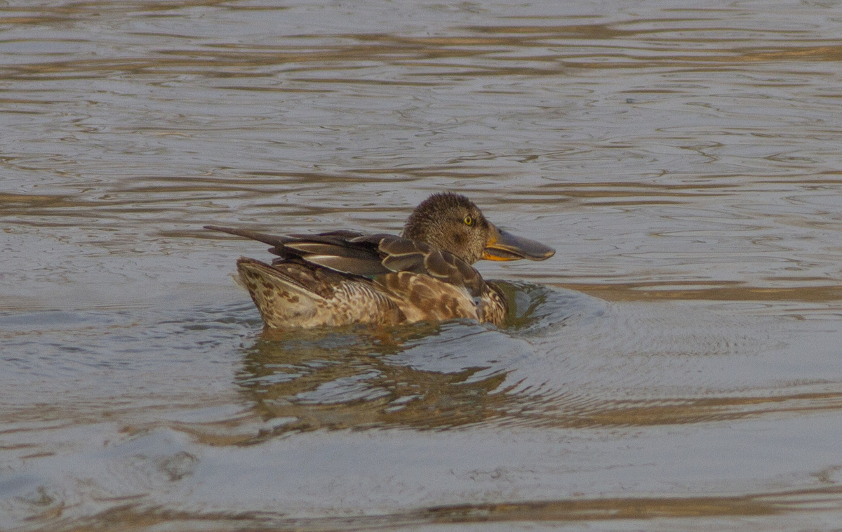 Молодой самец широконоски (Spatula clypeata) на реке Сукромка в Мытищах. 01.03.2025.