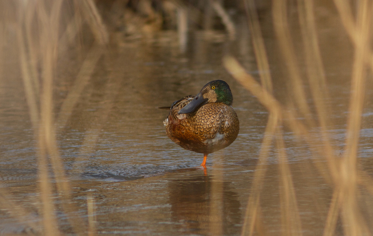 Самец широконоски в городском парке Мытищ. 01.03.2025.