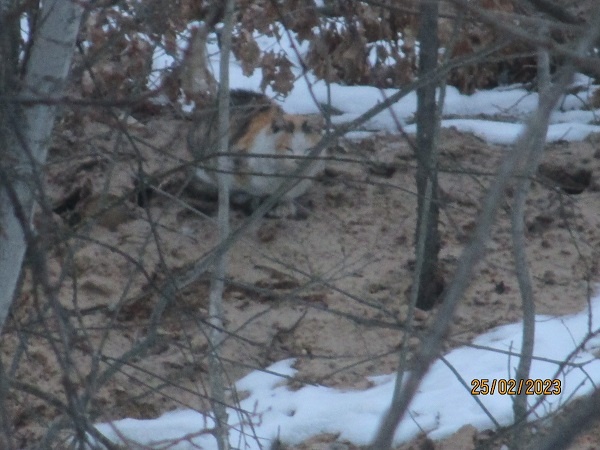 Я не кошка, я  - фишка!