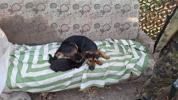 КорочЬ, всё  вокруг оббежал - всё тихо. Спи дальше