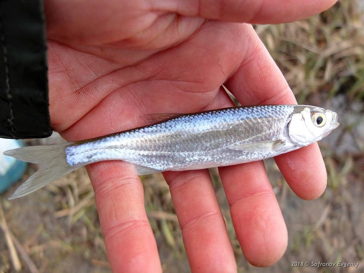 Вот так выглядит уклейка