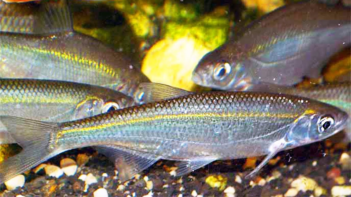 Стая уклеек