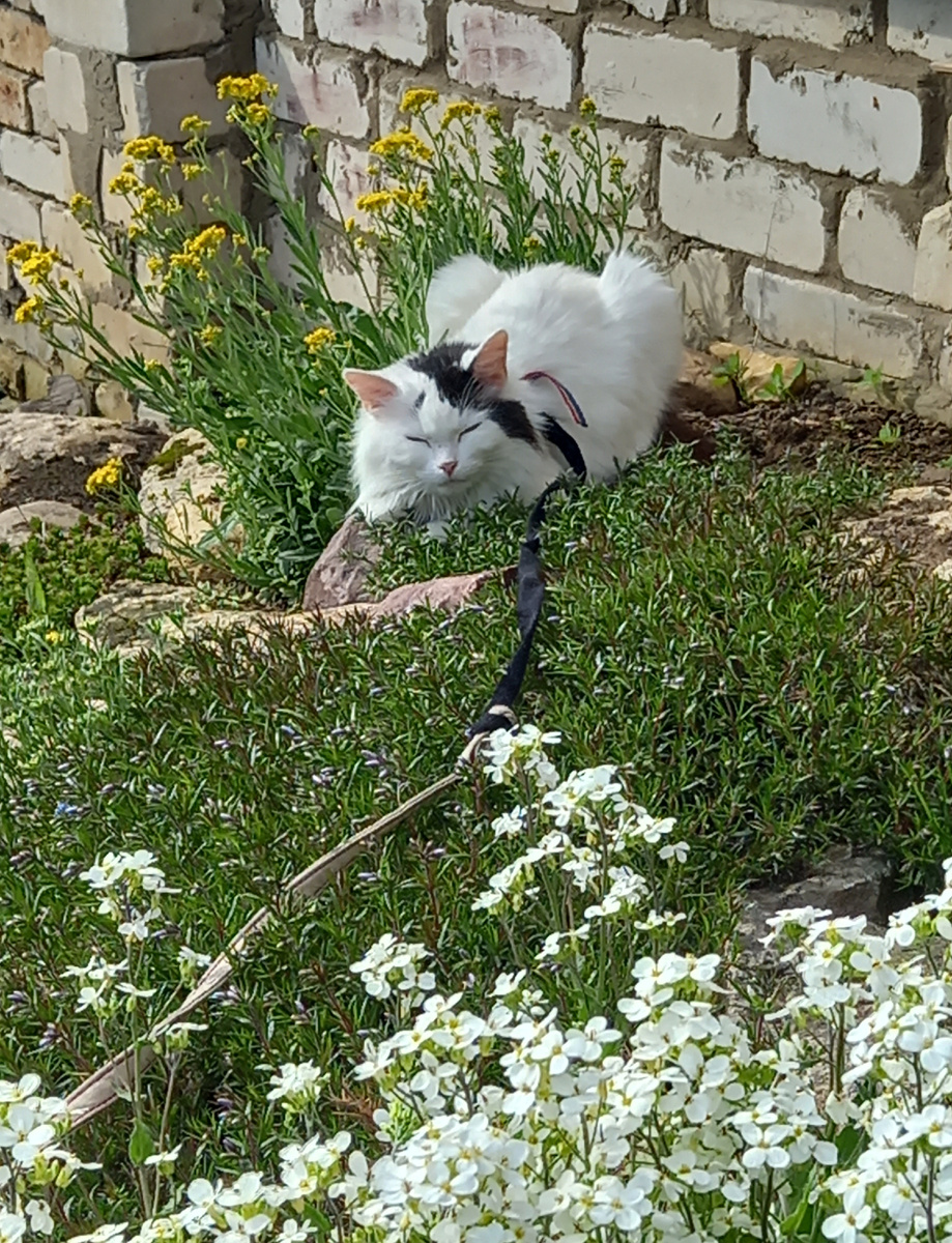 Весна.....цветочки! Наслаждаемся....