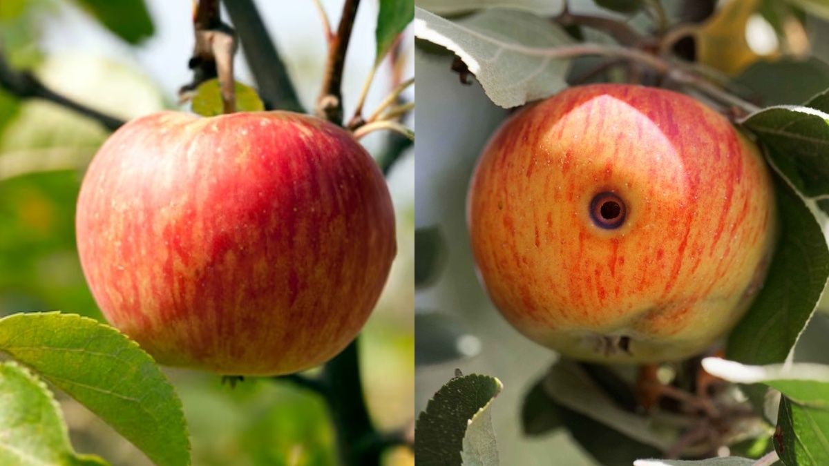 Разница между защищенным и незащищенным деревом.