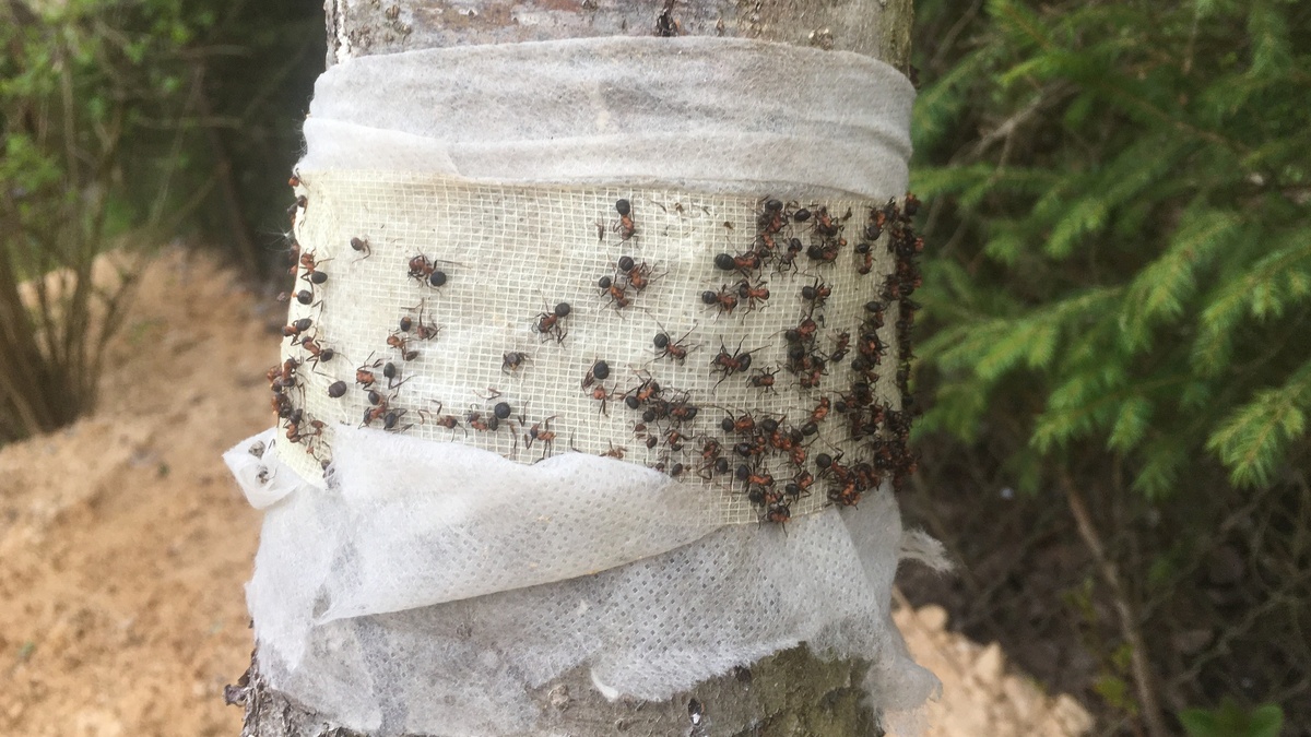 Ловчий пояс задерживает вредителей на пути к кроне дерева