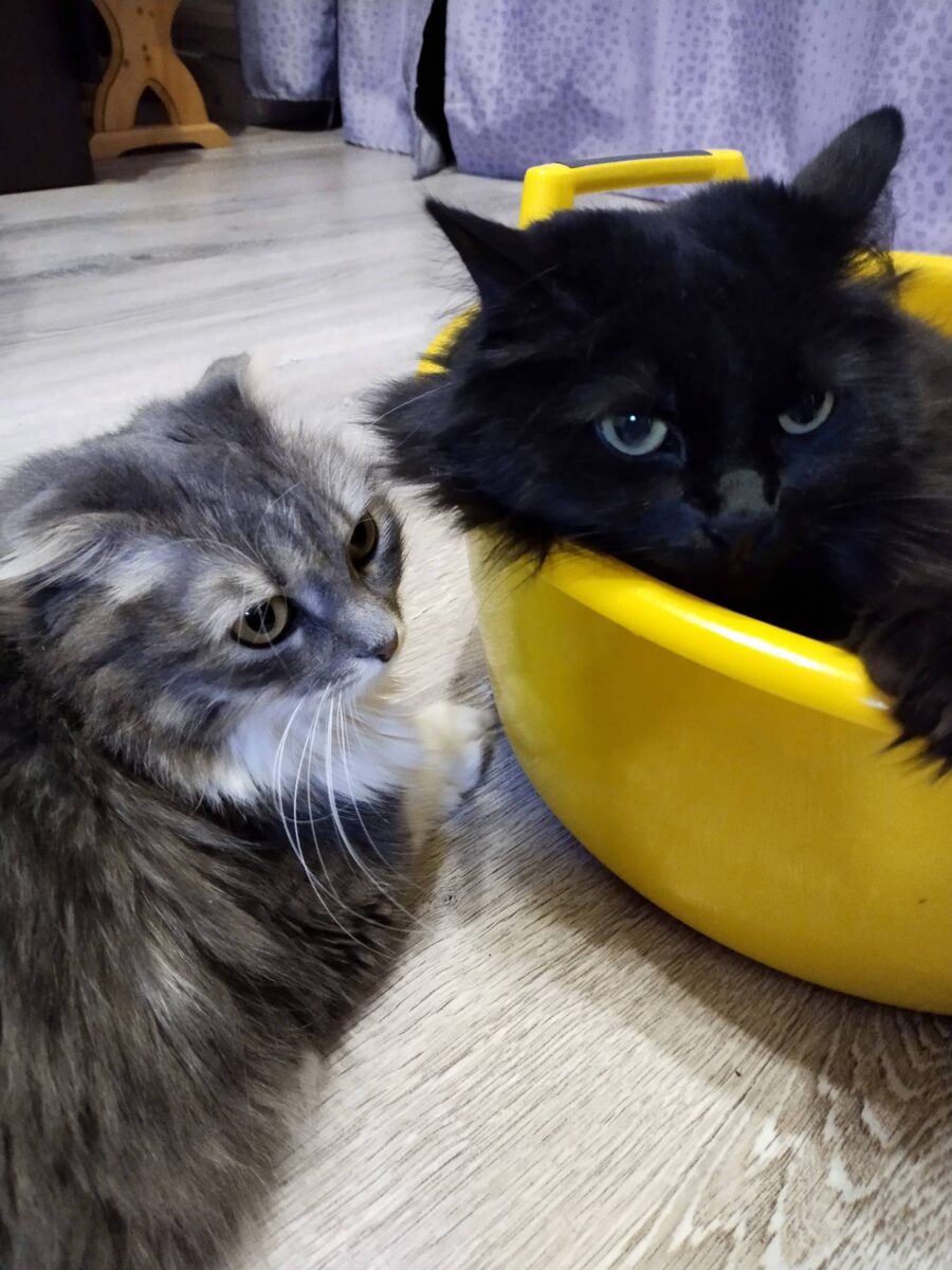 Что-то зловещее замышляется! Мяв