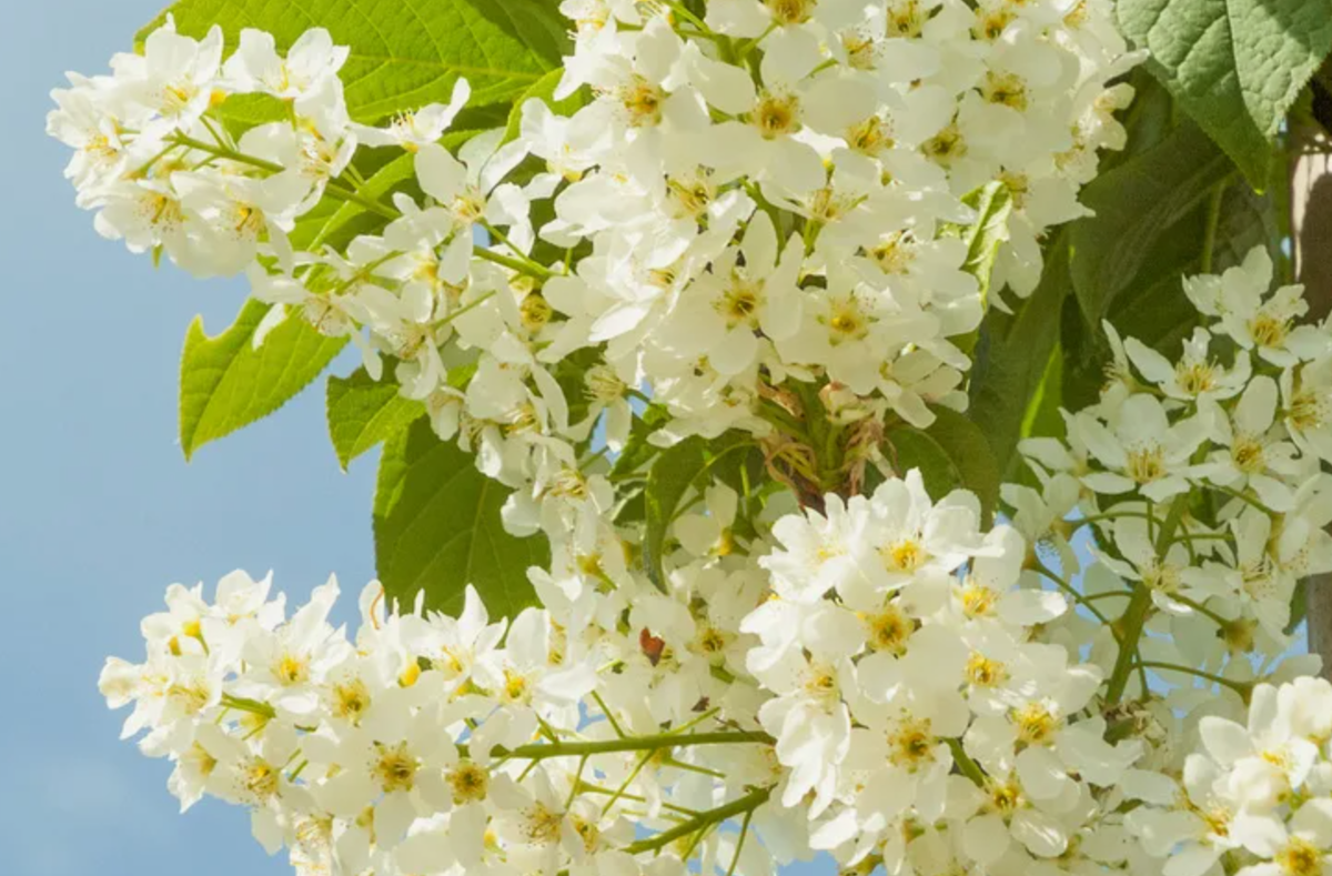 Источник фото: ebben.nl