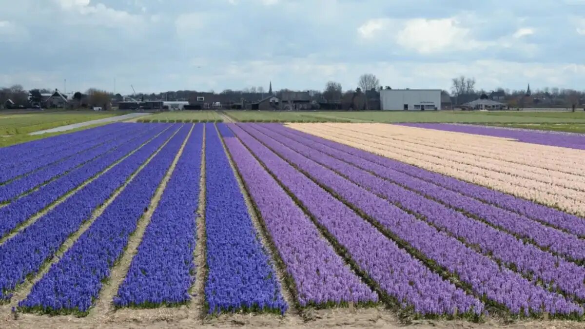 Фото: futurefarming.com / Canva
Цветочные плантации в Нидерландах (фото иллюстративное)