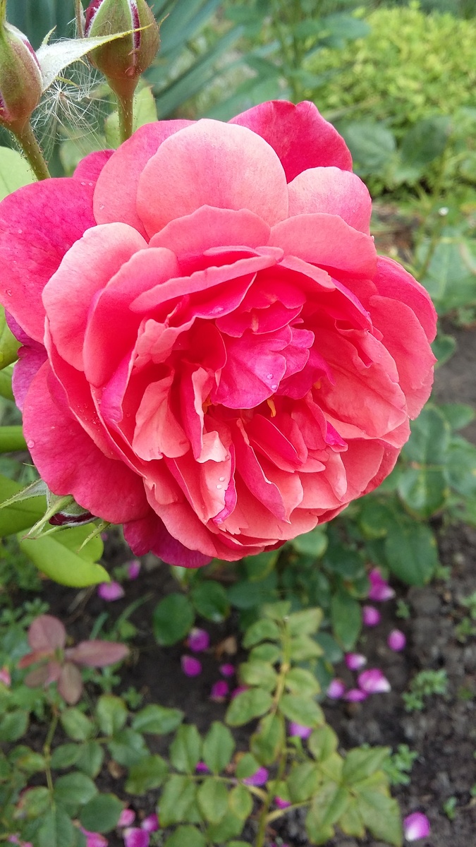 Джубили Селебрейшн