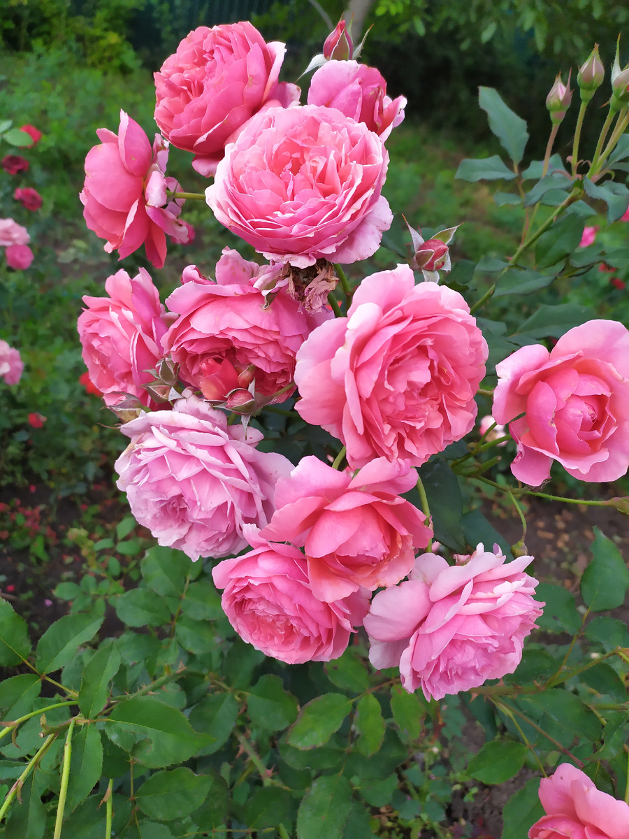 Алан Титчмарш