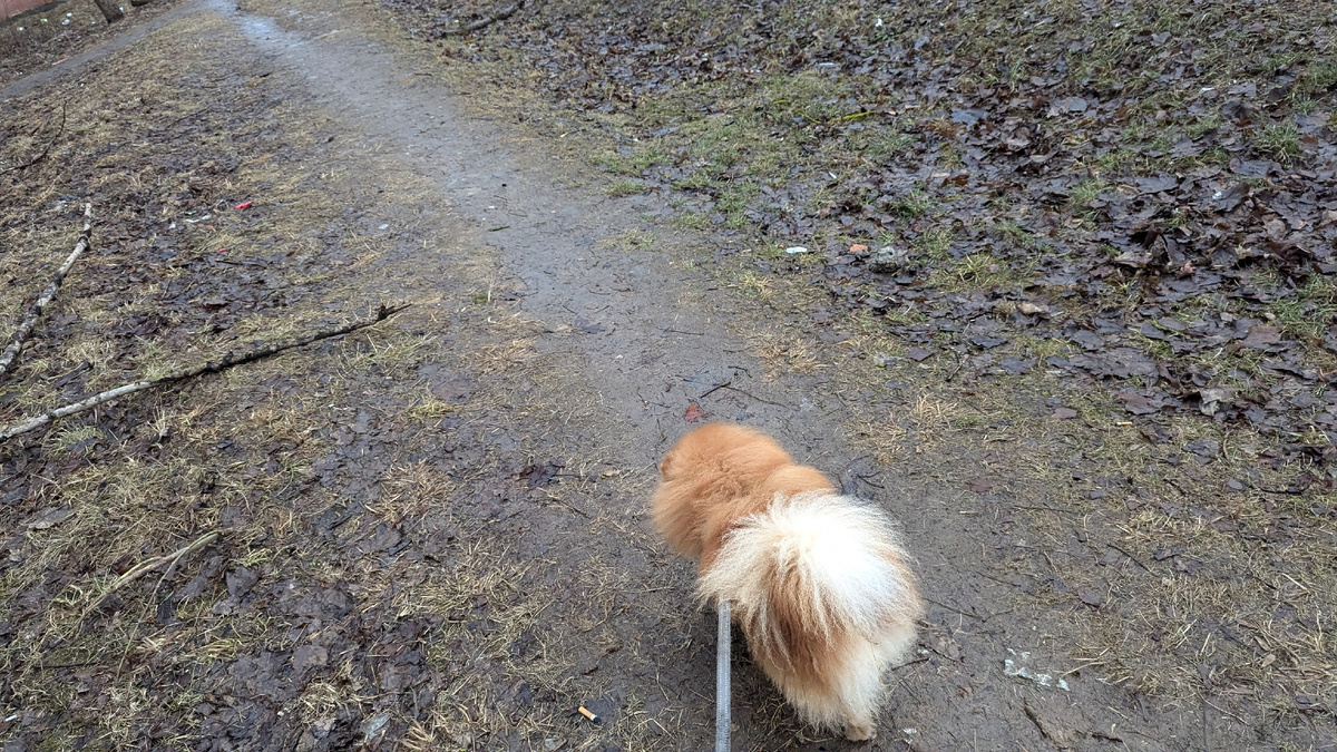 Наш маленький лев