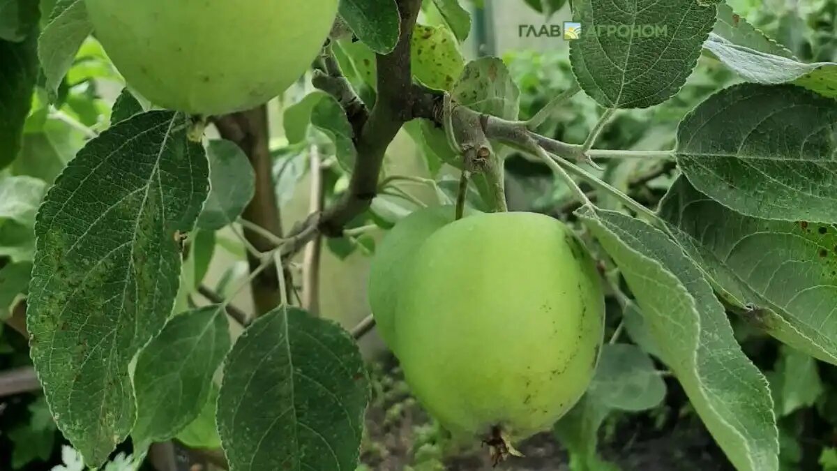 Фото:© Светлана Даренских / Glavagronom.ru
2024 год стал одним из самых сложных для выращивания фруктов и овощей в Германии