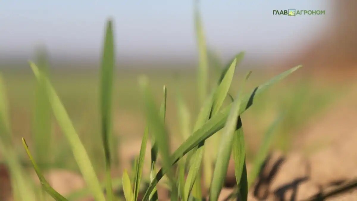 Фото:© Дарья Гуцаленко / Glavagronom.ru
Консультативный комитет Великобритании (ACRE) одобрил полевые испытания генетически отредактированной пшеницы
