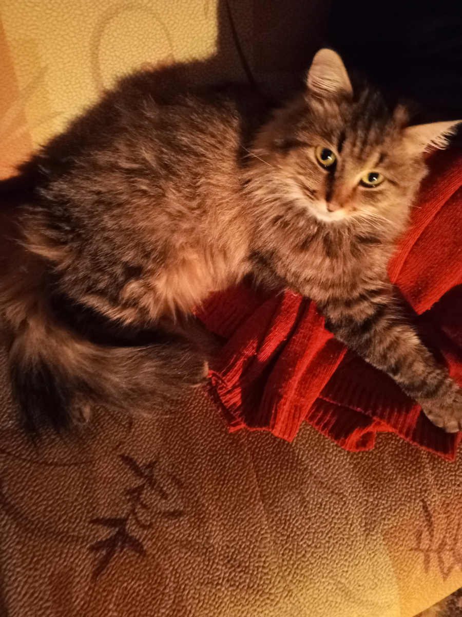 Кузя. Если что, Кузя - кошка! 