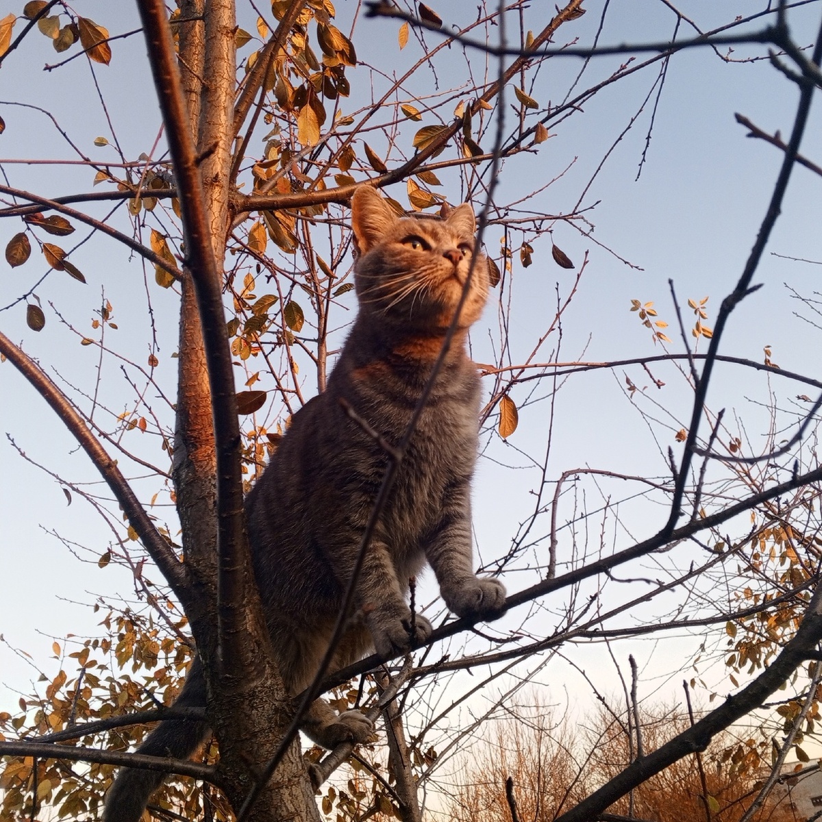 Муся - солнышко, ты куда???