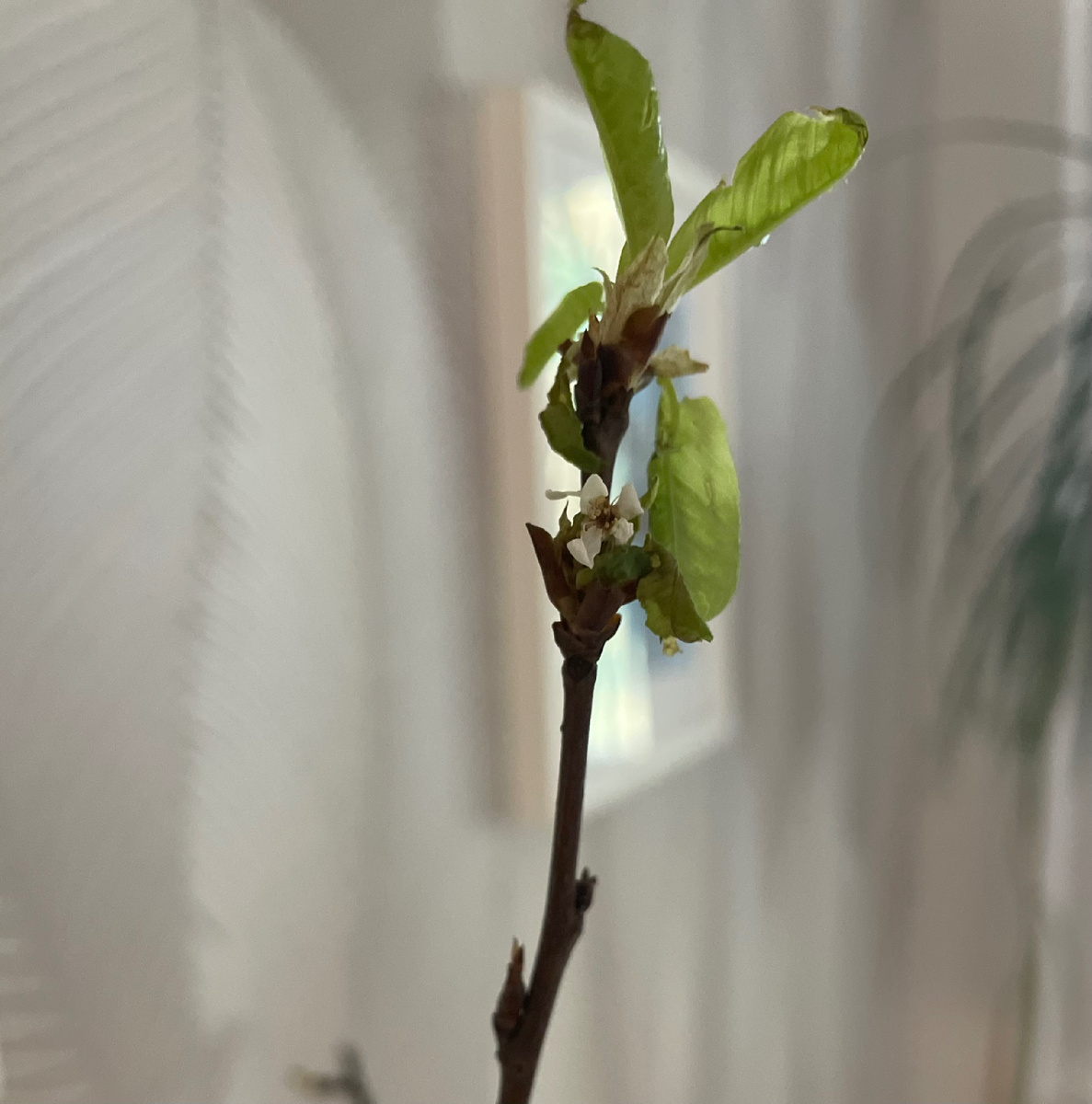 Ветки, которые мне наломали дети в прошлые выходные, оказались черемухой. Цветочки распустились 🌸