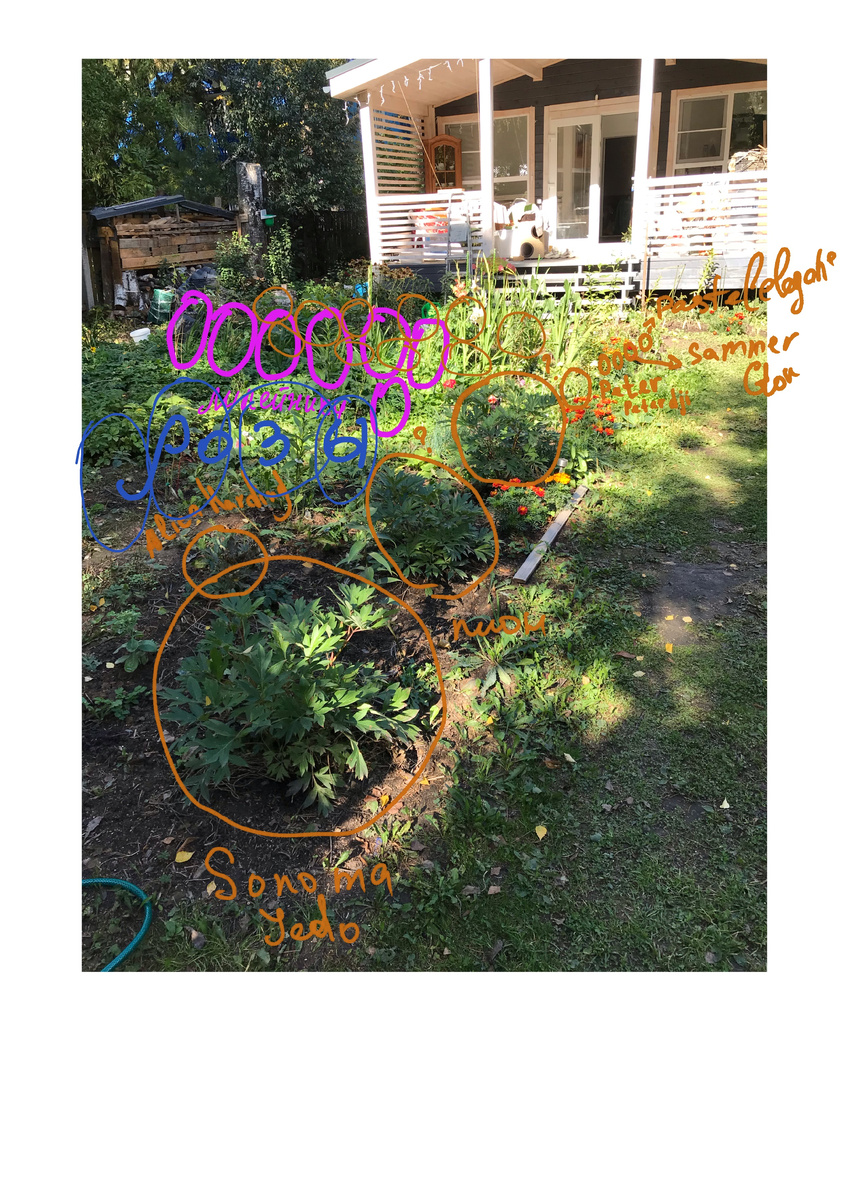 Попытки зафиксировать расположение растений и не потерять информацию о сортах. Фото из личного архива автора