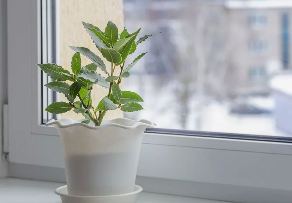 Источник фото: ogorod.ru