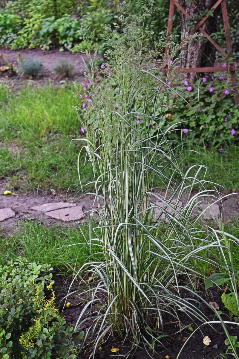 Вейник "Аваланш"