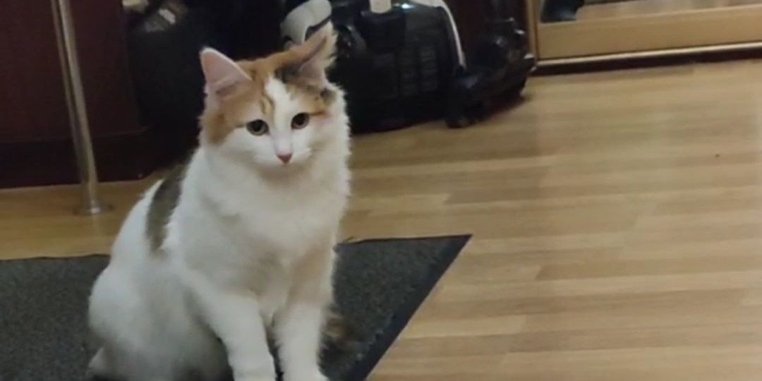 Как кошка без имени вытащила счастливый билетик у нас на канале