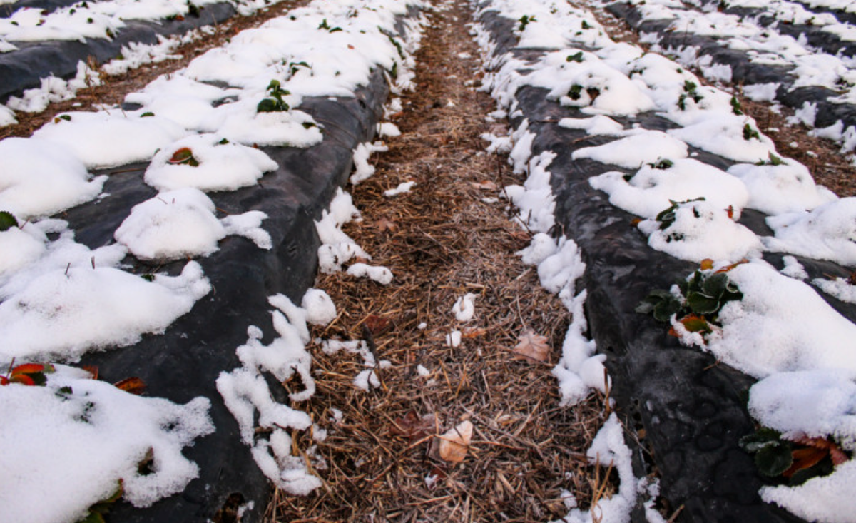 Источник фото: ogorod.ru