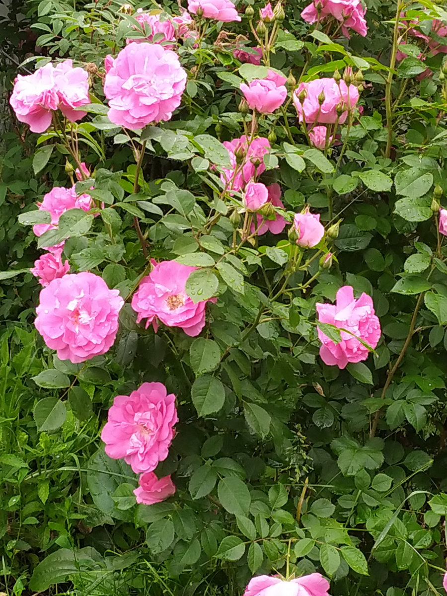 Тереза Багнет