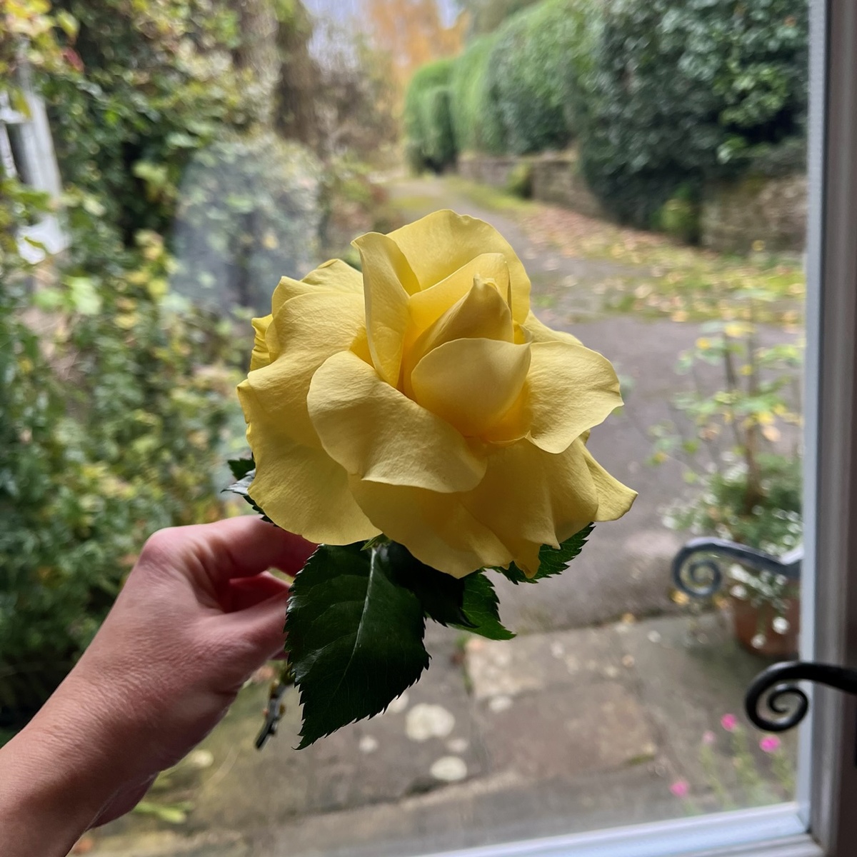 Вывернутая роза 