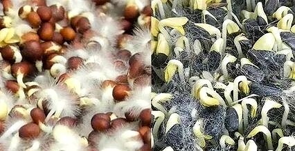 Слева прикорневые волоски, их структура похожа на  плесень. Справа плесень.