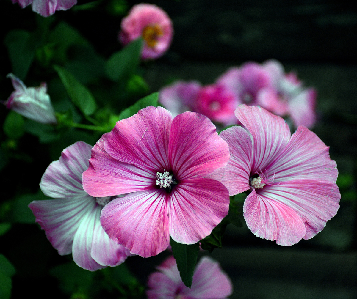 Все фотографии в статье мои. Растения - тоже