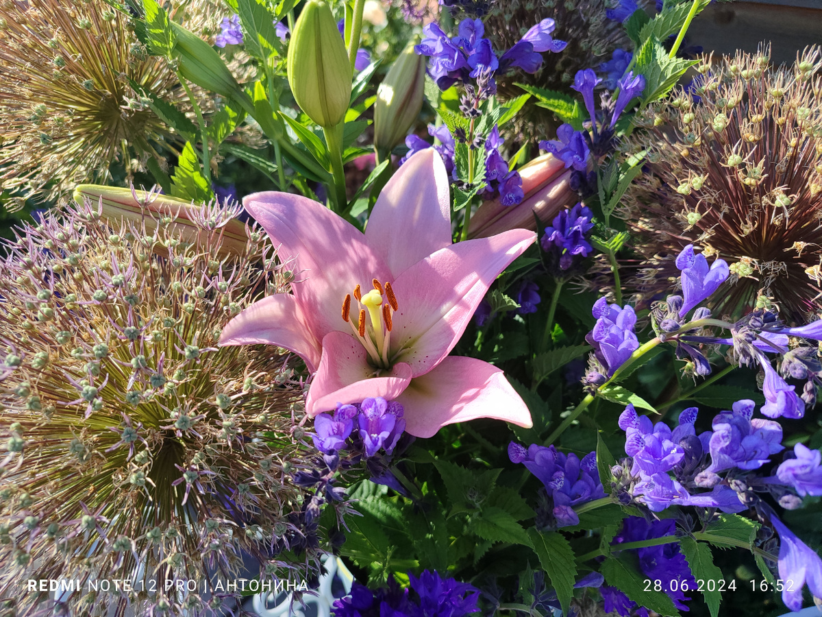 Котовник сорта Блю Драгон в букете.