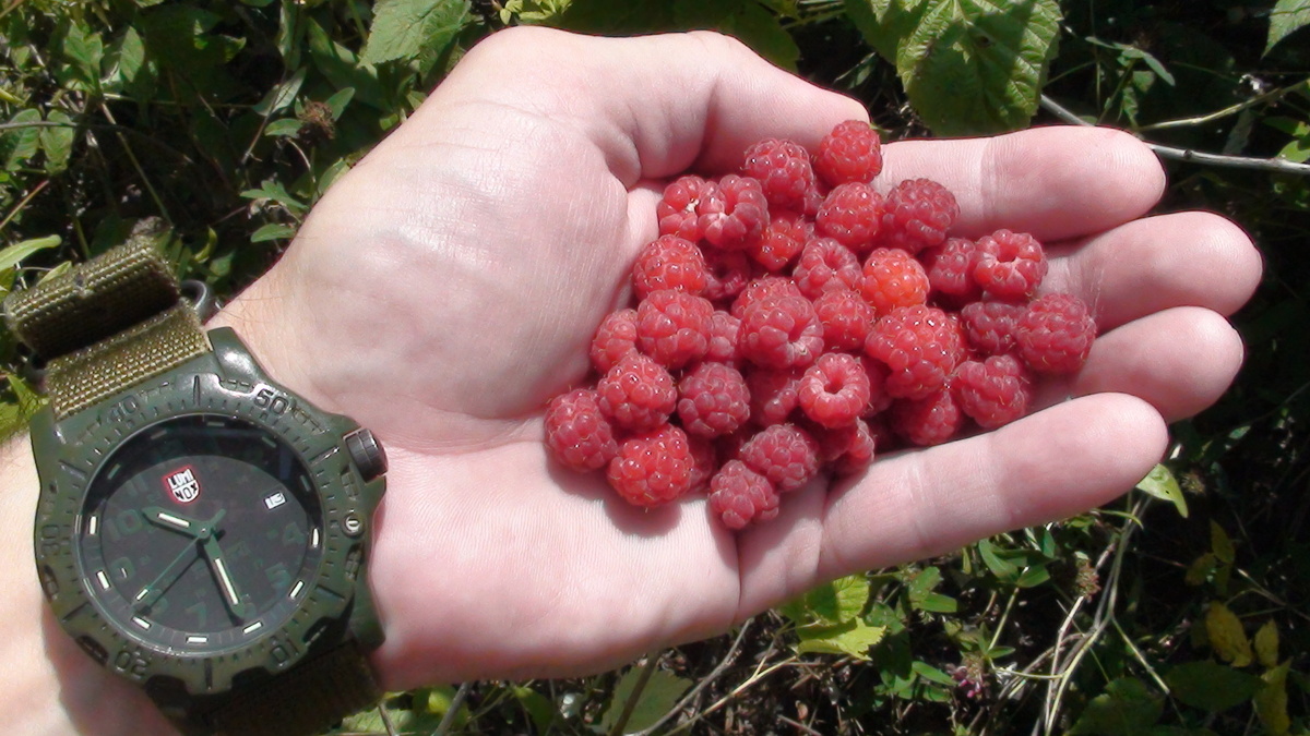 Малинка. Вкусная. Моё фото )