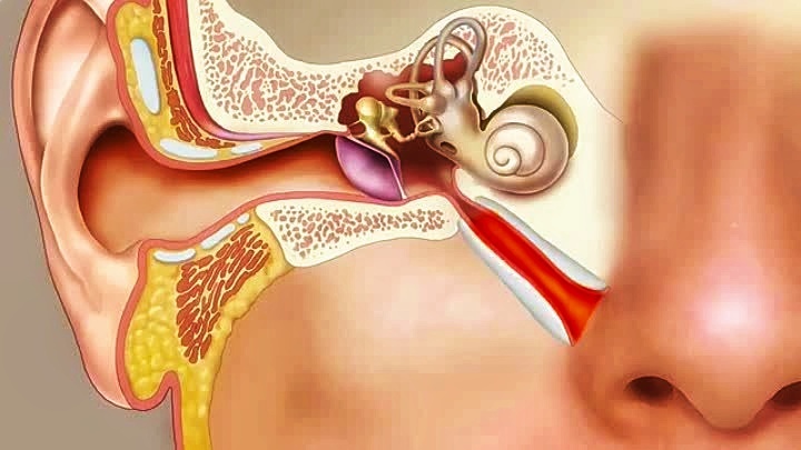 Схематичное расположение слуховой трубы