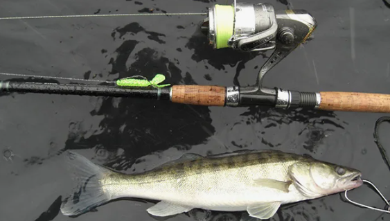 Судак пойманный на отводной поводок. Источник фото kayak-market.ru