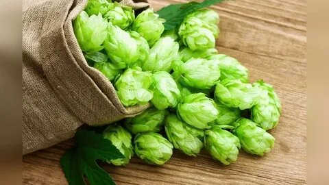 Сбор шишек (коробочек с семенами) для сушки и переработки. (источник - из интернета).